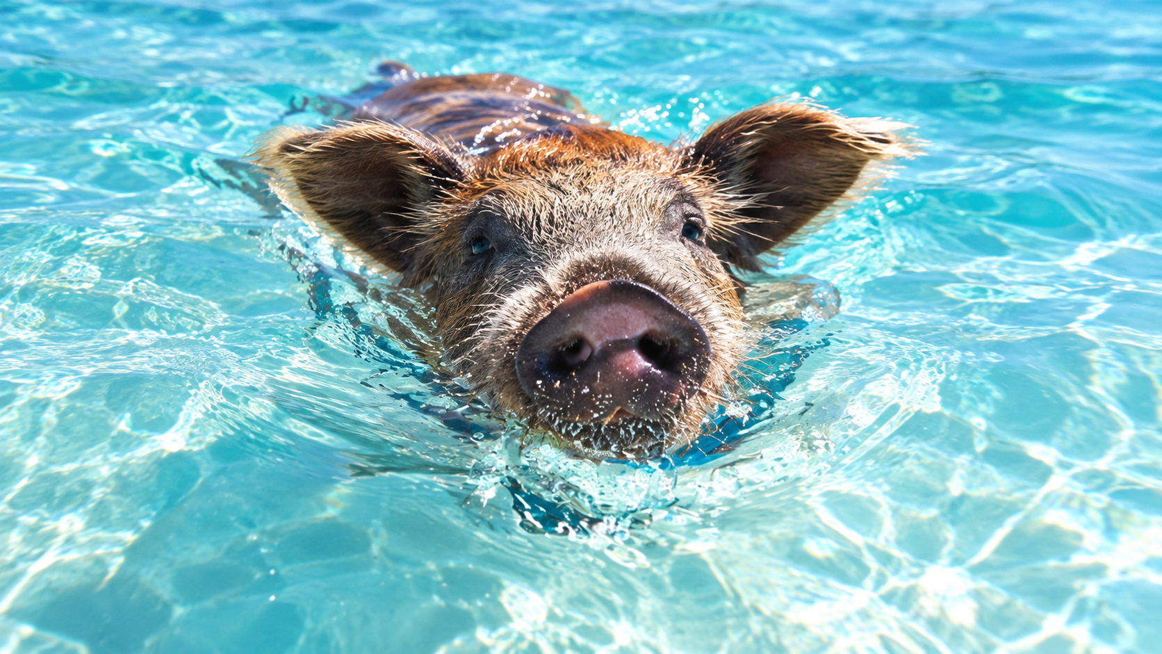 Pigs in Paradise
